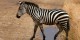 Tanzanie - 2010-09 - 235 - Serengeti - Zebre